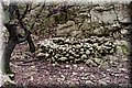 PB121630.JPG
