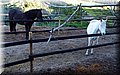 P1104335.JPG