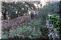 P1284847.JPG