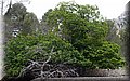 P5270237.JPG