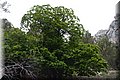 P5270238.JPG