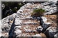 P6132045.JPG