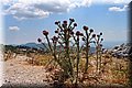 P7153544.JPG