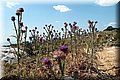 P7153547.JPG