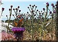 P7153550.JPG