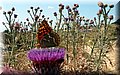 P7153555.JPG