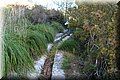 P1099910.JPG