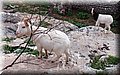 P1200417.JPG