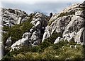 P5151481.JPG