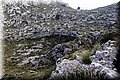 P1210950.JPG