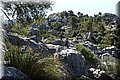 P7104642.JPG