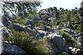 P7104643.JPG