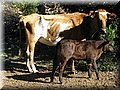 IMG_1850.JPG