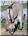 IMG_1869.JPG