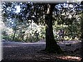 IMG_2393.JPG