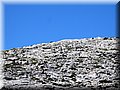 IMG_2517.JPG