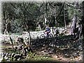 IMG_3721.JPG