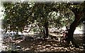 P6096576.JPG