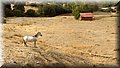 P9160166.JPG